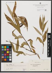Foto von Salix alba L.